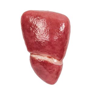 modello anatomico di fegato