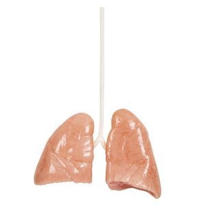 modello anatomico di polmone
