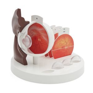 modello anatomico di occhio 1