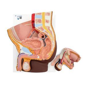modello anatomico di retto 1