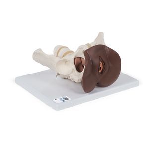 modello anatomico di scheletro 1
