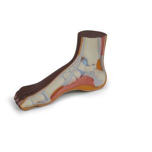 modello anatomico di piede 1