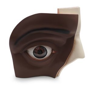 modello anatomico di nervo 1