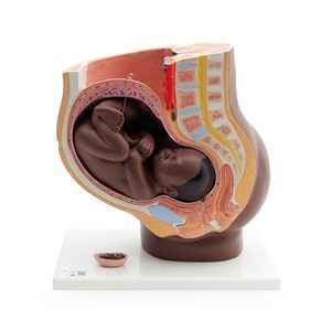 modello anatomico di vagina 1