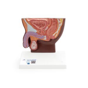modello anatomico di bacino 1