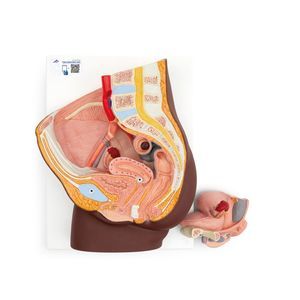 modello anatomico di retto 1