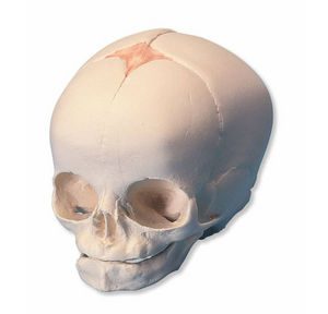 modello anatomico cranio / ad uso didattico / di feto / articolato