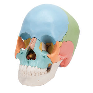 modello anatomico di cranio