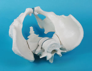 modello anatomico vertebra sacrale / pelvi / di scheletro / ad uso didattico