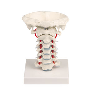 modello anatomico colonna vertebrale cervicale