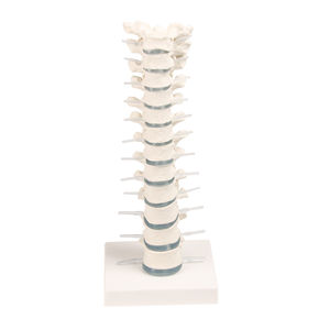 modello anatomico di vertebre toraciche 1