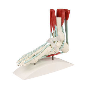 modello anatomico piede / didattico / con muscolatura