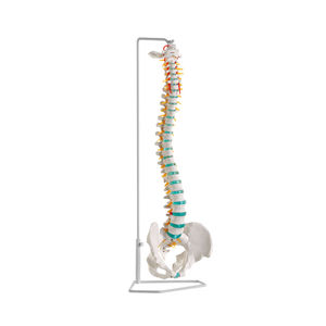 modello anatomico di rachide