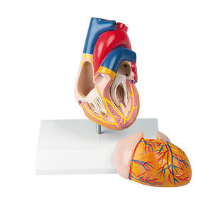 modello anatomico di cuore