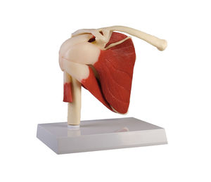 modello anatomico di articolazione