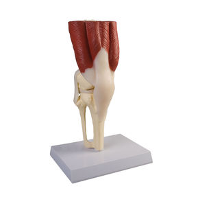 modello anatomico di articolazione