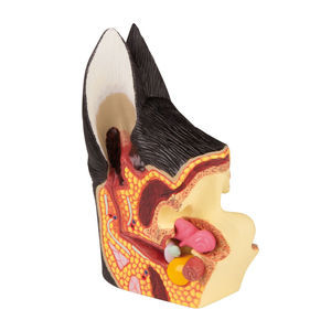 modello anatomico di orecchio
