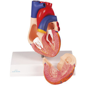 modello anatomico di cuore