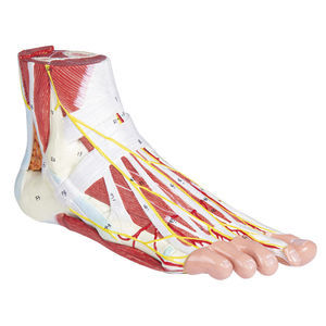 modello anatomico di piede