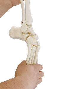 modello anatomico di piede