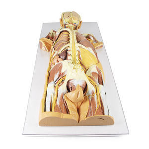 modello anatomico di sistema nervoso