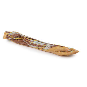 modello anatomico di braccio