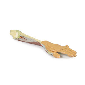 modello anatomico di braccio