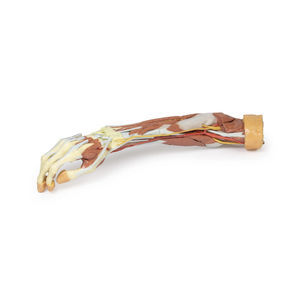 modello anatomico di braccio