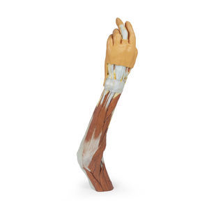 modello anatomico di braccio