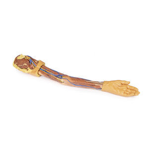 modello anatomico di braccio