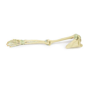 modello anatomico di braccio 1