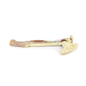 modello anatomico di braccio 1