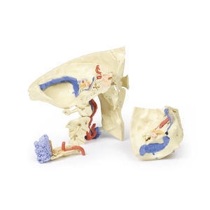 modello anatomico di cranio 1