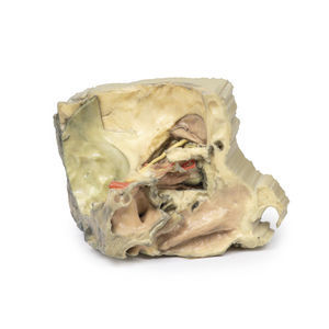 modello anatomico di testa