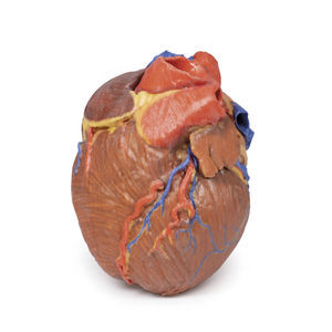 modello anatomico di cuore
