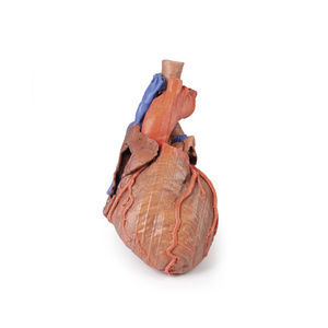 modello anatomico di cuore