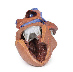 modello anatomico di cuore 1
