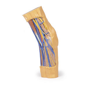modello anatomico di braccio 1