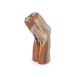 modello anatomico di braccio 1
