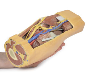 modello anatomico di gamba 1