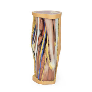 modello anatomico di gamba 1