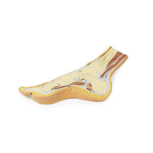 modello anatomico di piede 1