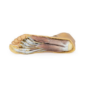 modello anatomico di piede 1