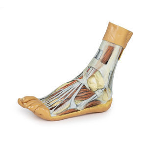 modello anatomico di piede 1