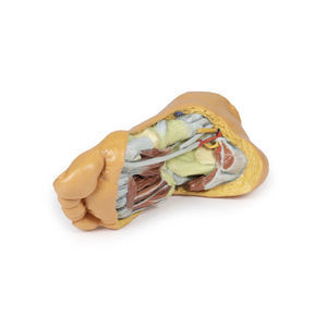 modello anatomico di piede 1