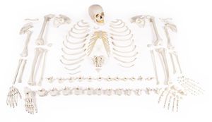 modello anatomico di scheletro
