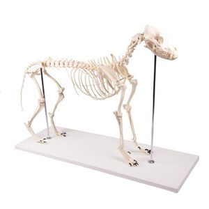 modello anatomico di corpo intero