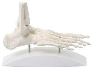 modello anatomico di scheletro 1