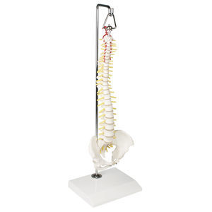 modello anatomico di colonna vertebrale