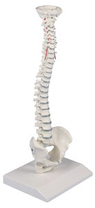 modello anatomico rachideo 1